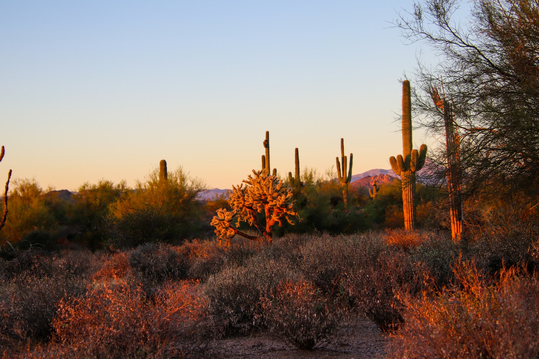 A Sonoran desert landscape with cactus and warm evening light